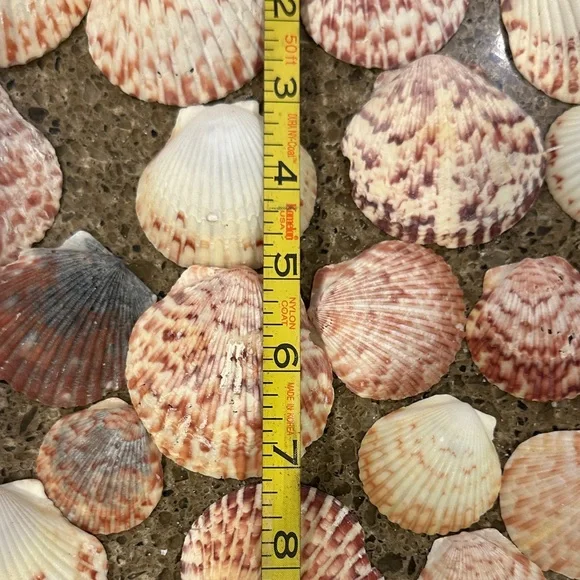 Natural Florida Scallop Sea Shell Accent Pack - Pink and Cream Decorative Shells - Picture 2 of 3